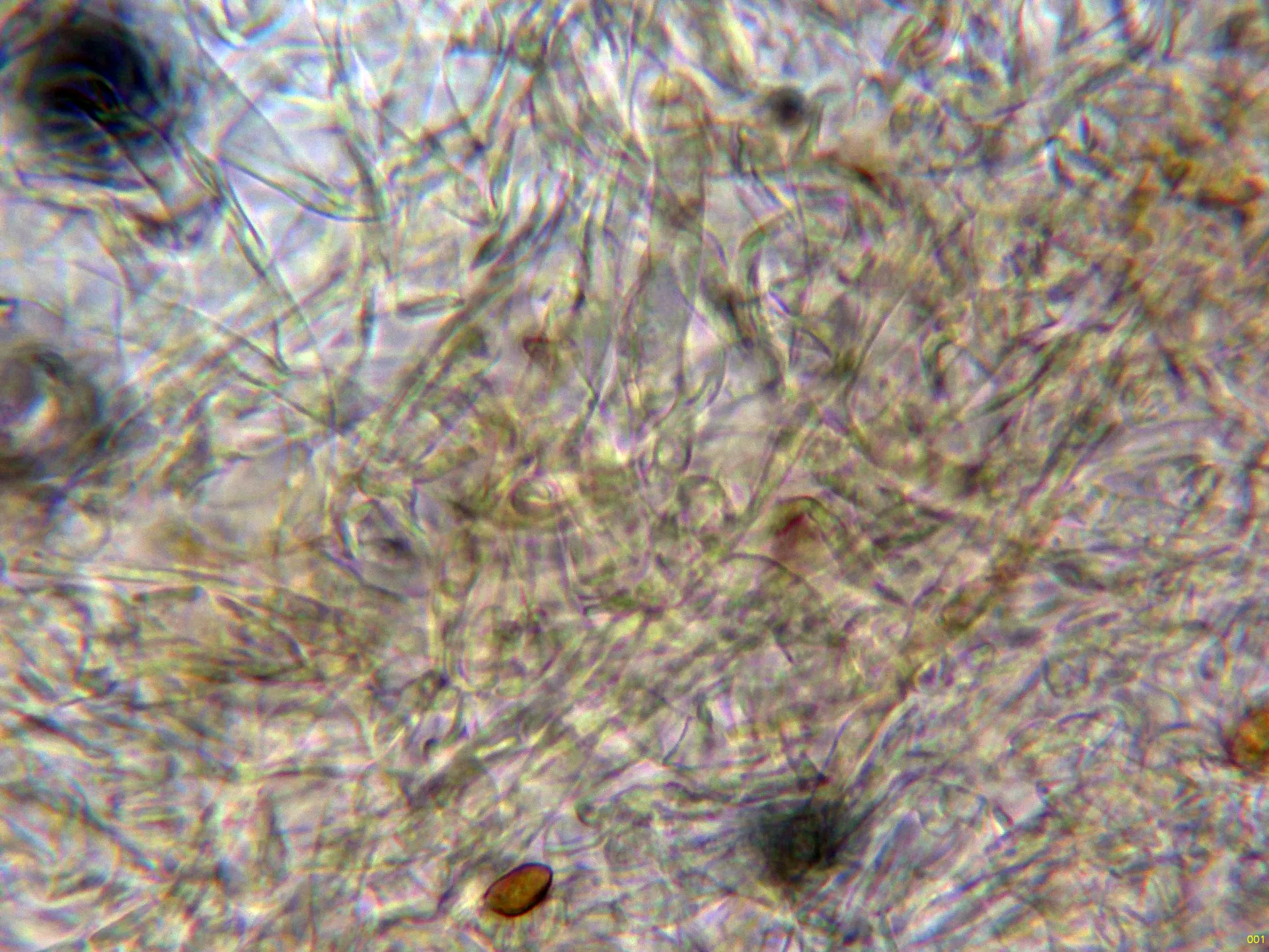 10 - Subpellis agua-001